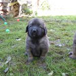 Almo Vigos, Schwarzes  Halsband